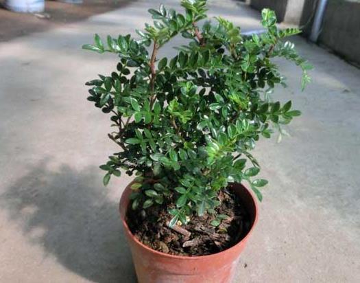 把“福气树”养在家,养越久越“值钱”,还能吸走“甲醛”,值