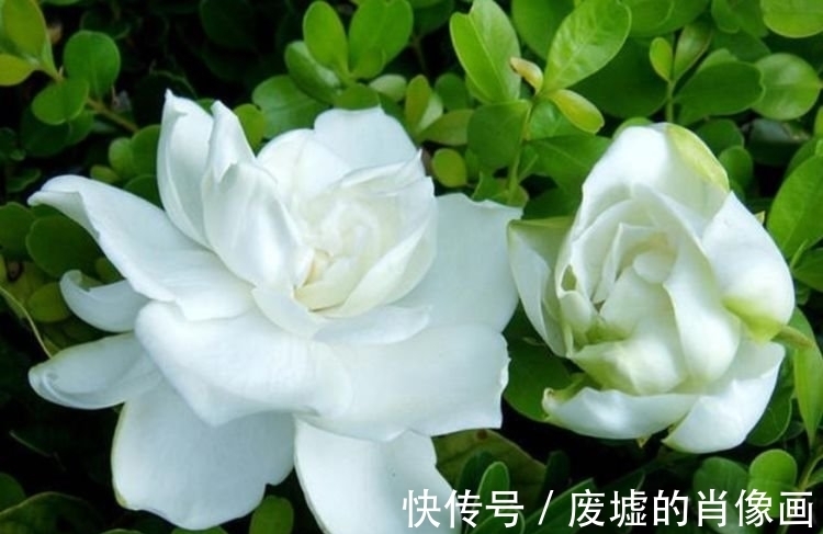 大岩桐|最适合新手养的4种花,沾土就能活,花期长达200天,养出小花园