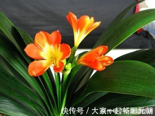 种花|公认不好养的3种花，大部分花友表示养不满1年，你养过几种