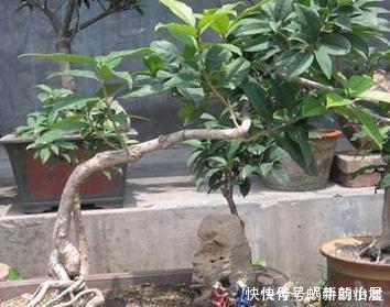 张大爷把桂花盆景养开花了,真是太吸引眼球了,一问竟是这样养