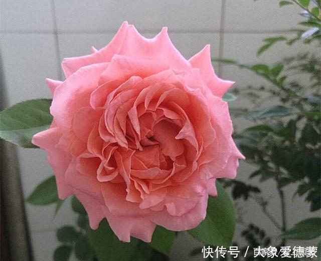 “河本女士,你的月季飞起来了!”聊聊那些仙到飞起的河本月季