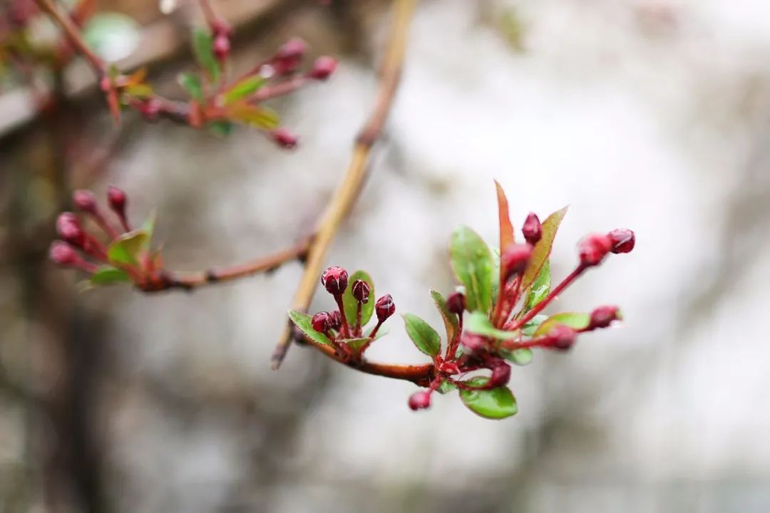 春雨初歇，蓬莱阁赏花正当时！