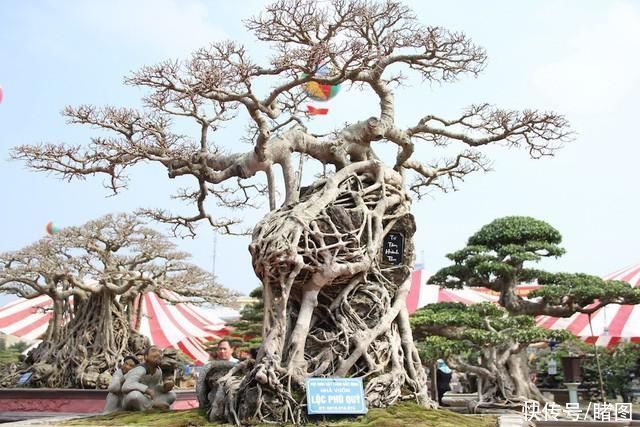  株盆景|男子低价买回一棵长在石头上的古树，现价值31万原主人后悔不已