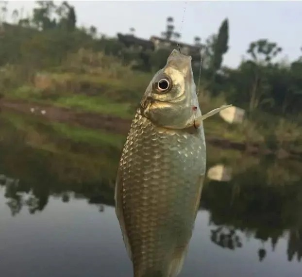 秋冬钓鲫鱼不会配饵？这8款饵料钓鲫鱼，渔获猛涨3倍！