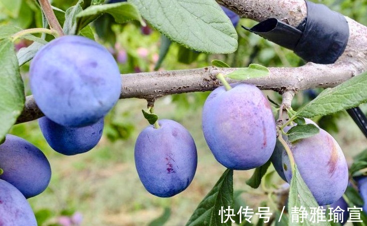 抗氧化剂|女人想要年轻,每天吃2个西梅,抗衰老,美容,排毒素,效果显著