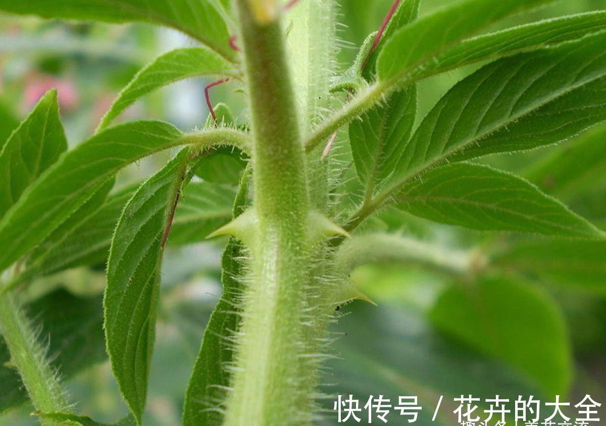 阳台上|有院子可尝试种些夏秋不断开花的醉蝶花,还能养成大型盆栽