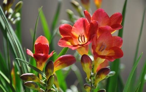 在家制作“催花液”，每个月用一点，花苞枝条猛窜，真耐看！