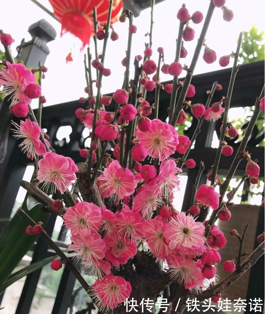 2021养盆镇宅花，当做守护神，好运进来，霉运离开！