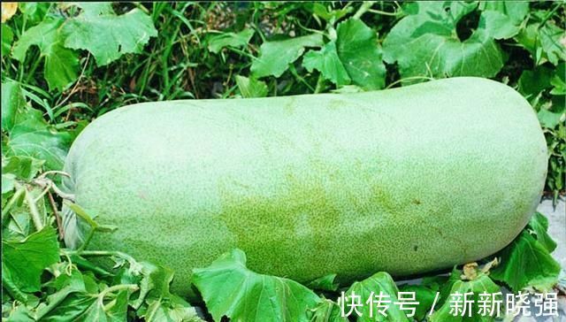 冤家|湿气的“大冤家”被发现了,每天吃一点,健脾开胃,湿气悄悄没