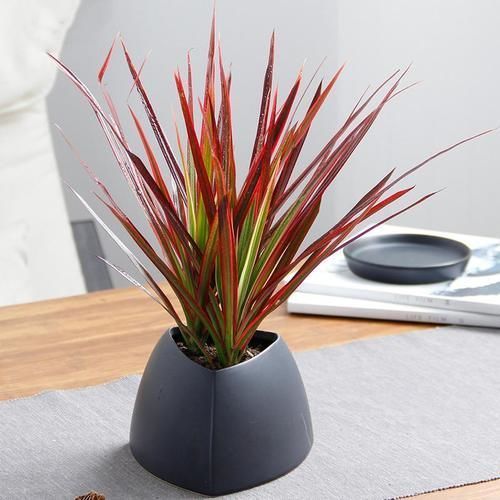 年底逛花卉市场，选4种“良心花”，好看还不贵