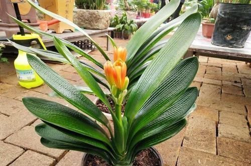 君子|君子兰黄叶烂根不开花,所有养护问题都在这了,学会了花开灿烂