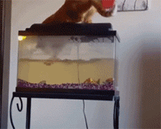 |搞笑GIF趣图:奶奶带大的孩子,生活总是充满了喜庆!