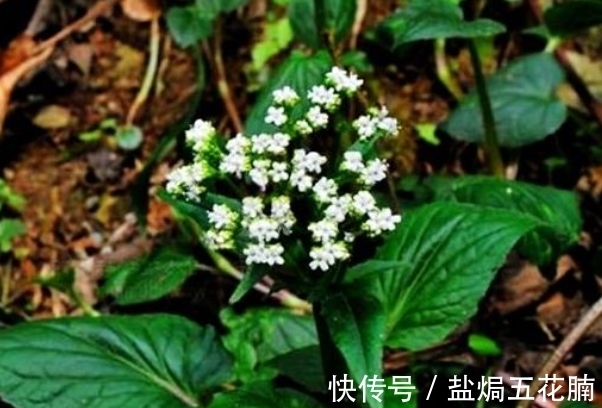 蜘蛛香|农村山上野草蜘蛛香也叫养心莲,一斤30元,专治风湿,还消肿止痛