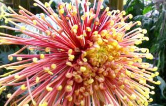 养盆菊花在家中就选“它”开花颜色如朝霞赤焰,花姿高贵典雅