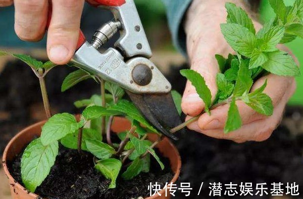 6种“漂亮花”,长了就狠剪,舍不得剪害处大,耽误一年开花量