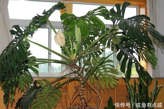看看花友养了10多年的“龟背竹”,这是要上天?
