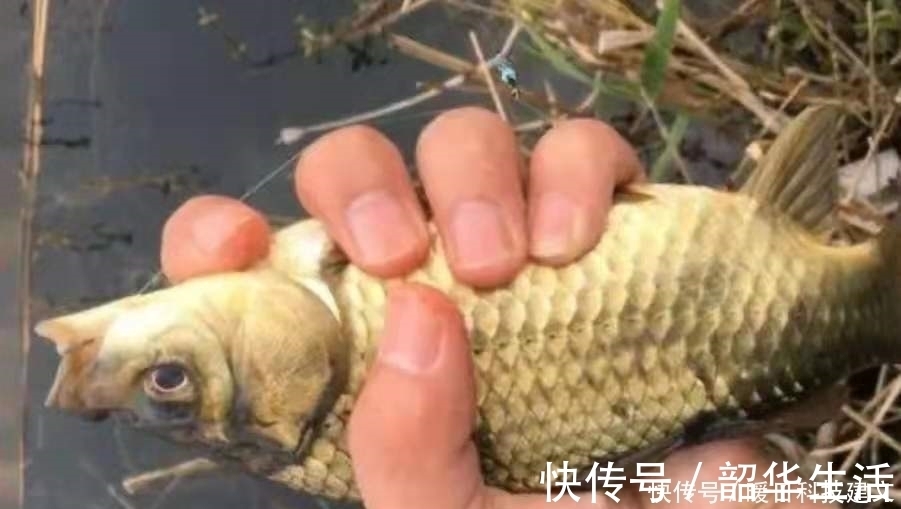 后悔现在才察觉:鲫鱼上浮后,只需调整调整,比钓底还过瘾