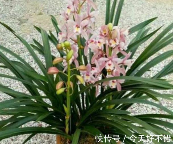 浇水|墨兰开花期间怎么养护好,学会5个方法植株开花旺盛又防落花落蕾