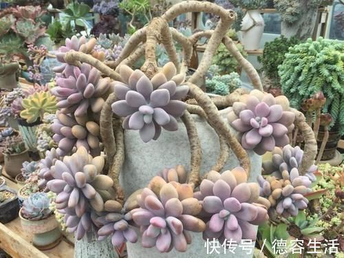 阳台|喜欢养多肉努力集齐这9个色系吧,放在阳台上色彩斑斓,非常好看