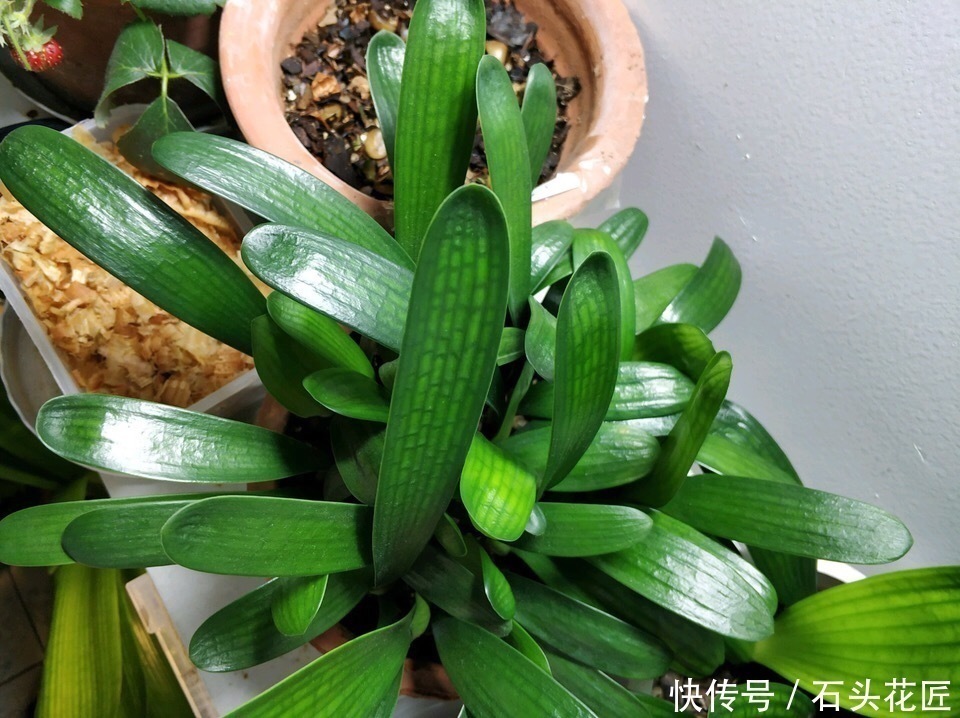 吊兰|这4种花“生崽”高产量,长1年撑破花盆,1次分出20棵