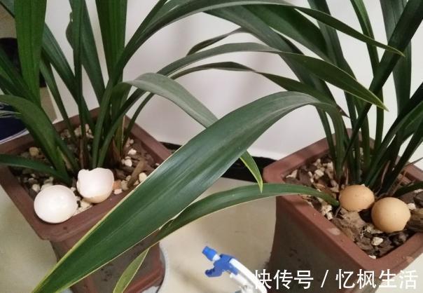 肥料|养花自制肥料小技巧淘米水里加啥营养好