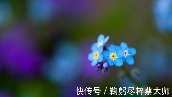 情意绵绵|8月底，桃花爆红，旧爱重逢，情意绵绵，主动复合，携手再续前缘