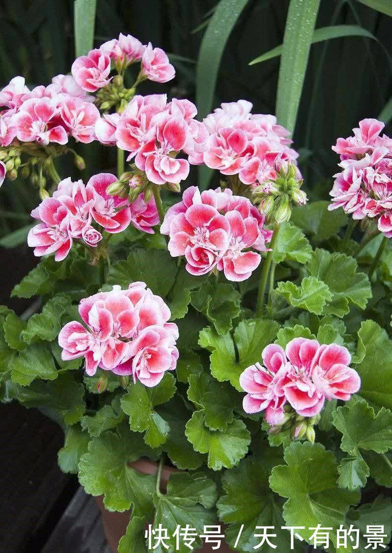 家中养这几种花,让家中增色不少,对比一下优缺点,看看谁更好