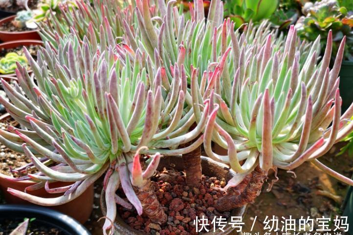 仙女杯多肉爱杜丽丝,有点冷反而适合养!选盆和配土都已帮你想好
