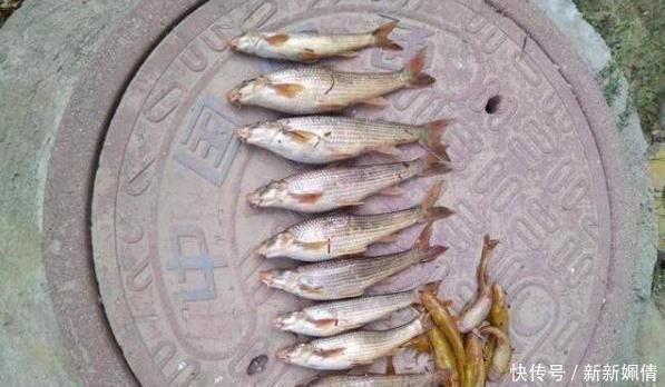 养殖|180元1斤吃到濒危,上岸后养不活,如今终于养殖成功,却没人敢养