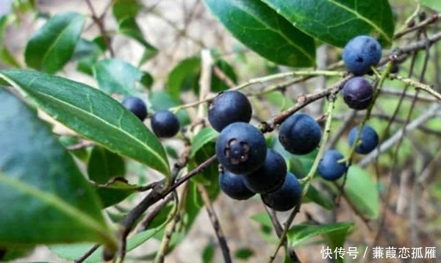 饭子|农村这野果有个外号叫“野蓝莓”,人们都爱吃,但却不知其功效!