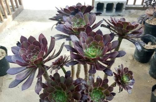 黑法师，快一年了，也不死，也不长，怎么办？