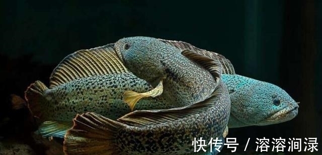 巴卡|黑色的观赏鱼,和黑鱼不是一个概念,养到最高级别的雷龙鱼很昂贵