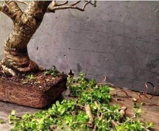 养“马齿苋树”,用点“它”,叶绿如玉,枝粗壮,1年就能成老桩!