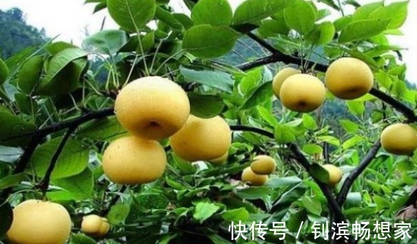 胆固醇|梨润肺止咳、降低胆固醇,农民重点只需掌握一点,种出高产的果梨