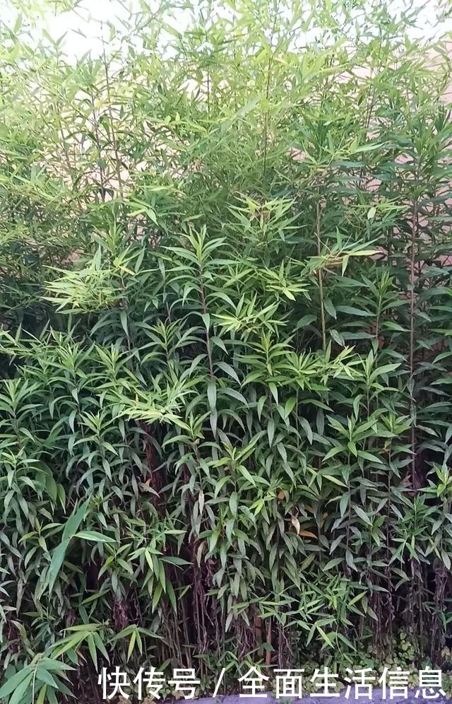 院里种棵“护家树”,开花红得像火,越养越有福气!