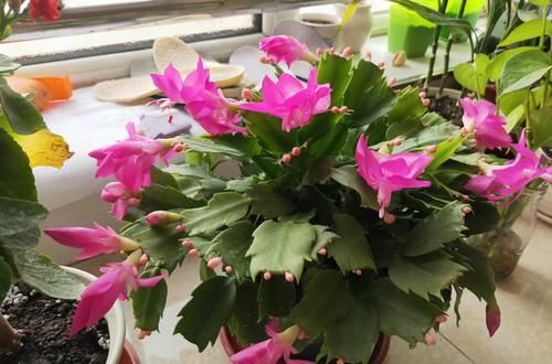  回家|蟹爪兰买回家，花苞干瘪了？此样做，25天满头又花苞