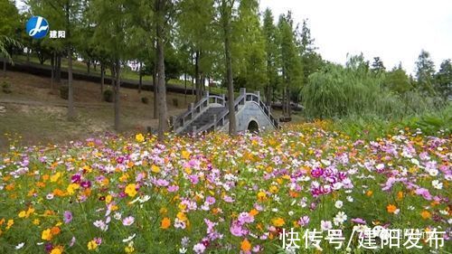 崇阳溪|建阳崇阳溪西岸秋日“花海”悄然盛放