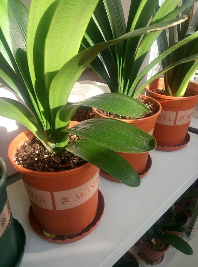 君子兰依赖2种水,春秋轮流浇,叶纹深品种高,花箭嗖嗖冒