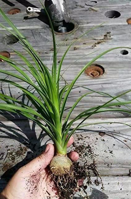 没想到|没想到酒瓶兰开花这么灿烂,养室内变观叶植物,大半年不浇水也行