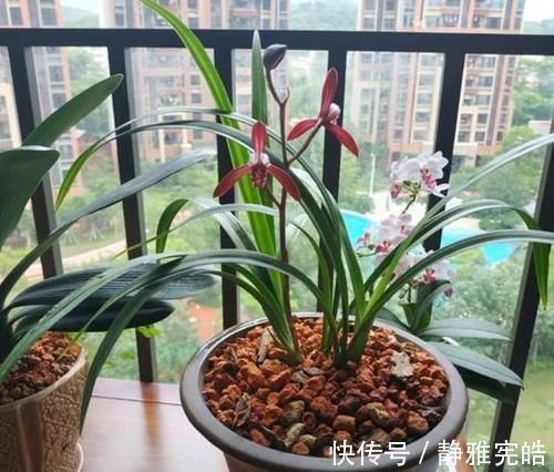 养兰花,“掐准”此4点,植株更长寿、年年开花