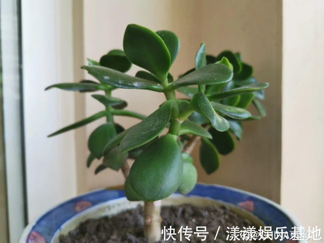 10种花要控水,天热反而不能浇,一浇水就死