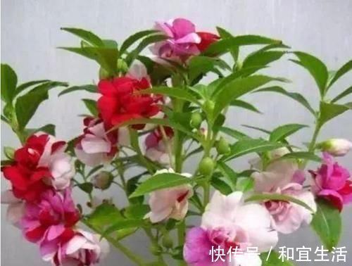 叶片|养花就养个花期长的，花大色艳，开花美长势旺，黄绿交辉