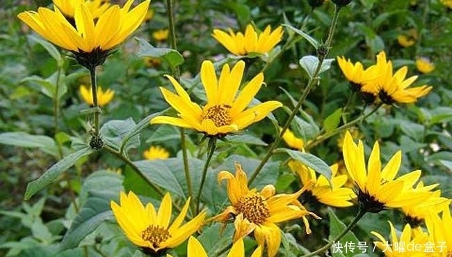 老人|夏天要常吃这种菜,排毒养颜,提高免疫,健康老人引荐