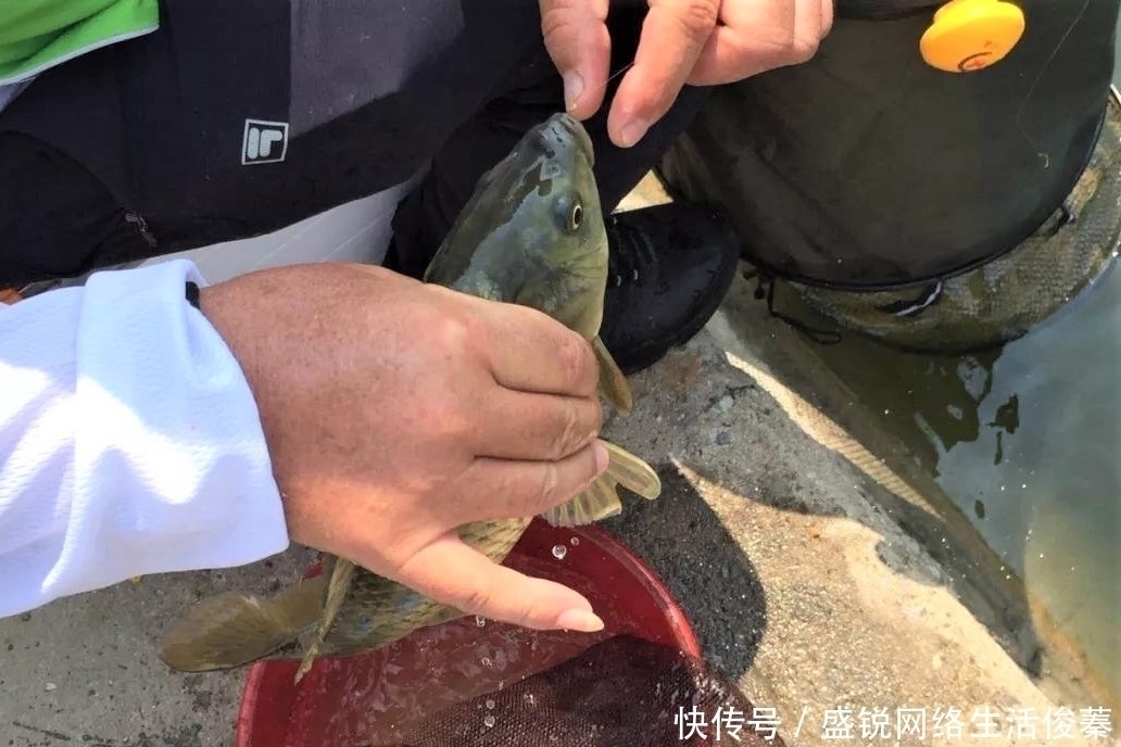 馒头|用馒头也可钓鱼?什么情况下用红虫、蚯蚓、玉米作钓,效果更好?