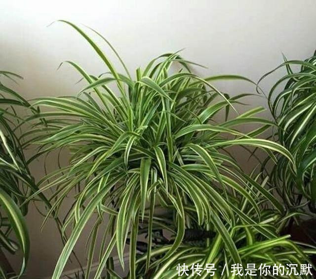 养这三种吊兰，美翻你的客厅，随便一插就能活，根本不用买！