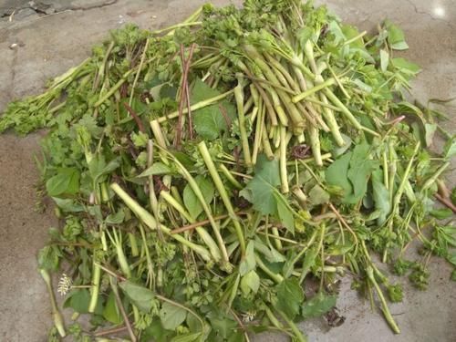 老山芹|农村最常见的一种野菜,可以有效治疗头痛,可惜知道的人很少