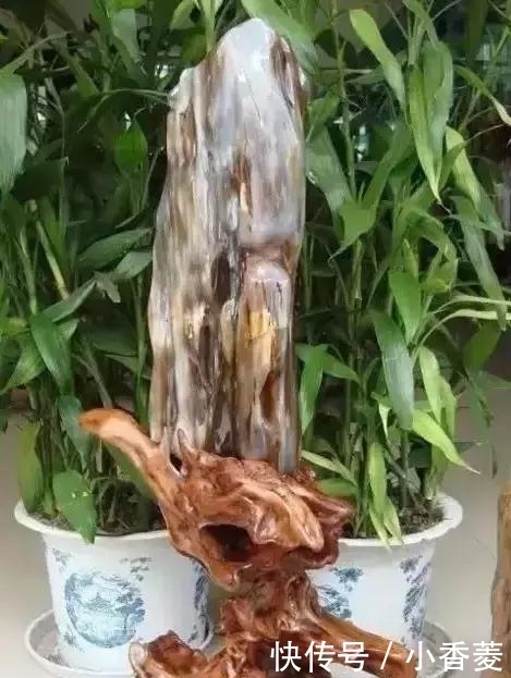  虫子|2亿年前的五条虫子 与大树一起变成了玉石！