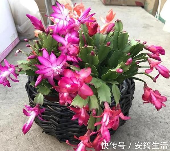养殖蟹爪兰得注意分阶段施肥，摸清2点，在家制肥养好花