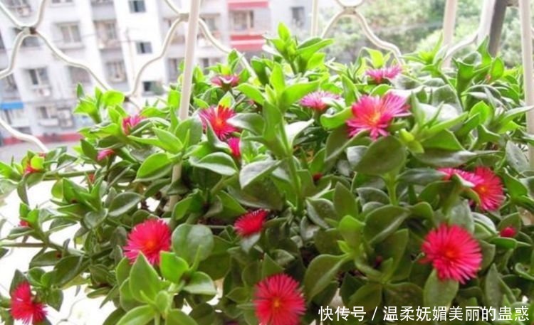 4种花漂亮又好养，扔土里就能开花，特别适合养花新手！