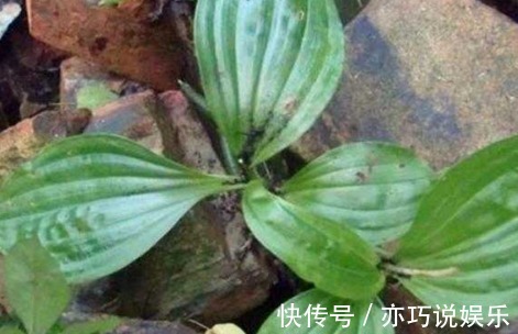 羊耳|农村一种野草,竟是“止血神器”,还能生新散瘀,有钱人抢着买!